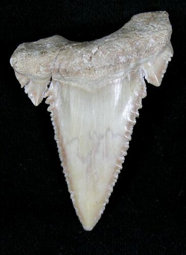 Palaeocarcharodon Fossil Shark Tooth - #22648
